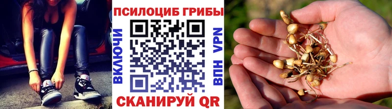 Купить где  Азнакаево  Галлюциногенные грибы Magic Shrooms 